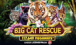 Big Cat Rescue Megaways slot game on 114bet